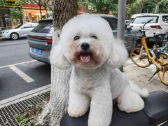 -帕帕拉兹宠物(亚洲旗舰店)