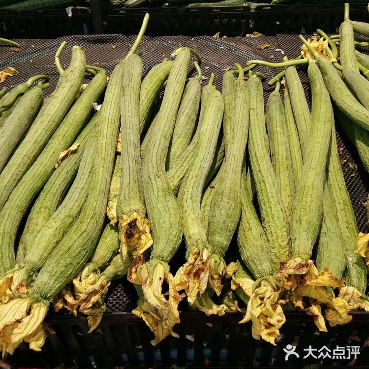 丝瓜 这一看便是老北京的丝瓜――圆而无棱 北京只有这