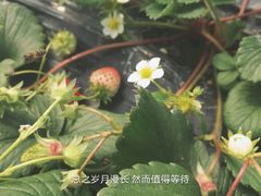 -喜杨洋草莓采摘园