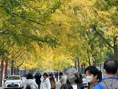 -三里屯东五街银杏大道