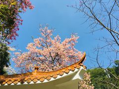 -火炉山森林公园
