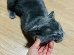 -瑞派天宁宠物医院·猫科·异宠中心