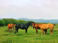 -塞罕坝国家级自然保护区