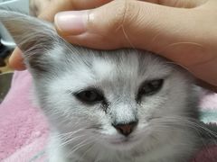 -艾吉宠物医院·疑难杂症转诊中心·猫友好(碧江路院)