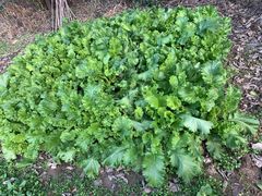 -胜丰草莓采摘园