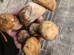 -大理.老字号渝记酸萝卜乌鱼(古城总店)