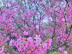 -天适樱花悠乐园