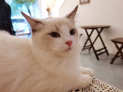 汤圆-猫友咖啡店(玉林西路店)