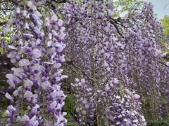 -嘉定紫藤园