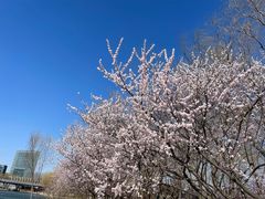 -大兴滨河森林公园