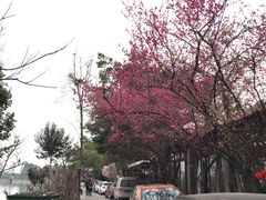 -三圣花乡旅游区