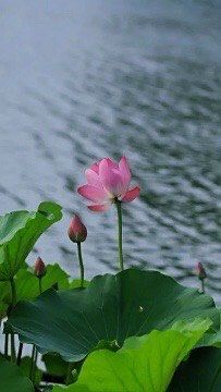 -中粮万科长阳半岛