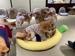 -逗柴咖啡屋·狗咖猫咖宠物桌游