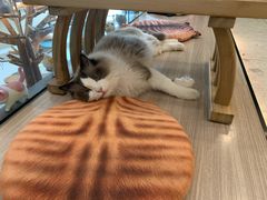 -飞行喵MR PILOT|猫舍·猫咖(静安大融城店)
