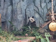 -深圳野生动物园