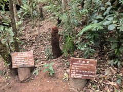 -普洱太阳河森林公园
