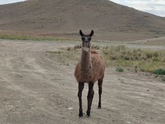 -新疆天山野生动物园
