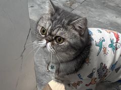 -楼上猫咖(罗湖店)
