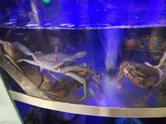 水产区-七欣天(浦东羽山乐坊店)