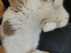 -滚猫咖啡·猫咖·猫友好撸猫(未来城店)