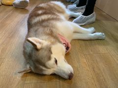 -Husky Go! 哈士奇体验馆·宠物咖啡厅狗咖