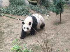 -泉州海丝野生动物世界