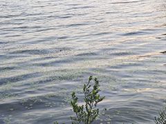 -丁香湖公园