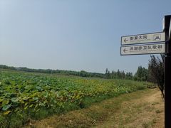 -洪湖生态旅游区