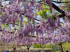 -嘉定紫藤园