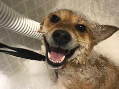 -PETKIT 小佩宠物·低压洗护·美容·寄养(安远店)