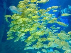 -太平洋海底世界