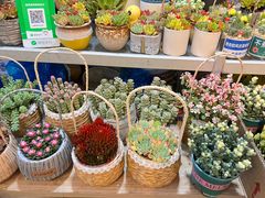 -双季花艺园艺市场(浦东店)