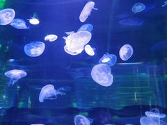 -海合安成都极地海洋公园