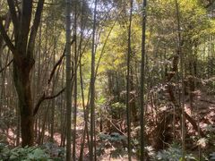 -杭州半山国家森林公园