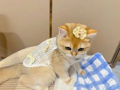 -lincat·猫舍(广州店)