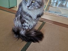 -猫在这儿猫咪咖啡馆·撸猫馆