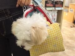 -美联众合动物医院·24h转诊中心