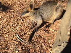 -费瑟代尔野生动物园