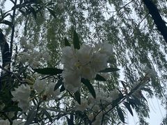 -绵阳人民公园(涪城区)