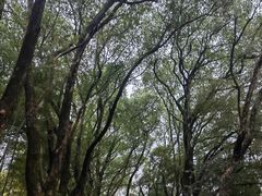 -杭州半山国家森林公园