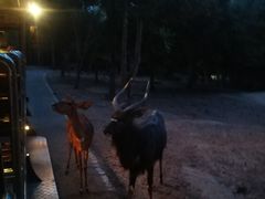-清迈夜间动物园