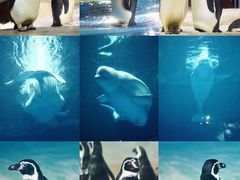 -海合安武汉极地海洋公园