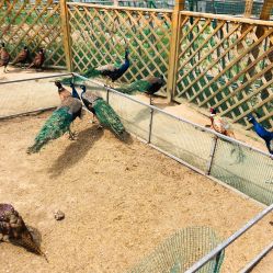 -萌宠亲子动物乐园(槐房万达店)