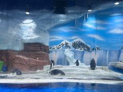 -海合安成都极地海洋公园