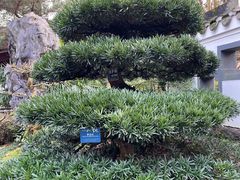 -南山植物园