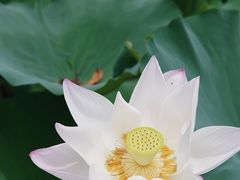 -绍兴镜湖国家城市湿地公园