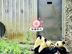 -卧龙中华大熊猫苑神树坪基地