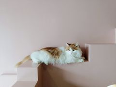 -猫儿山۰猫主题餐厅