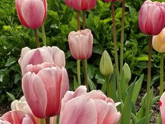 -上海植物园-4号门售票处