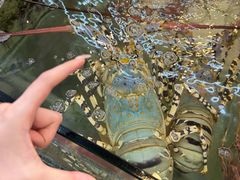 -大茄来海鲜餐厅(亚洲城分行)